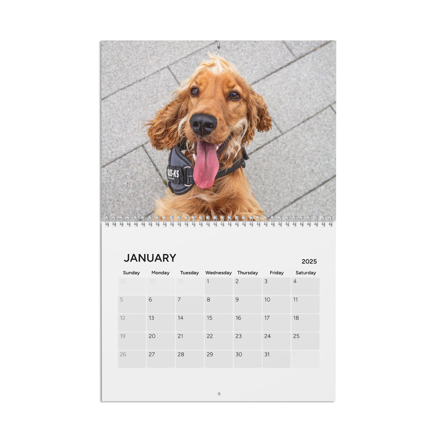 Cocker Chronicles: A Spaniel’s Guide to Happiness 2025 Calendar