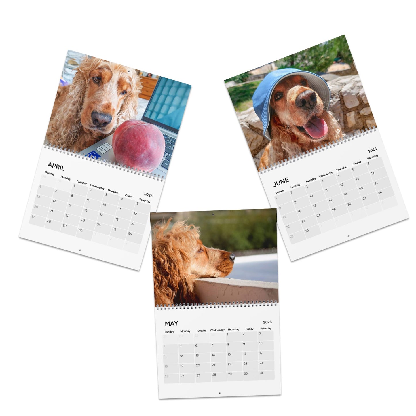 Cocker Chronicles: A Spaniel’s Guide to Happiness 2025 Calendar