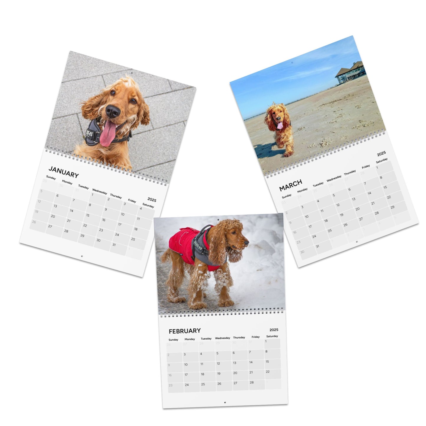 Cocker Chronicles: A Spaniel’s Guide to Happiness 2025 Calendar